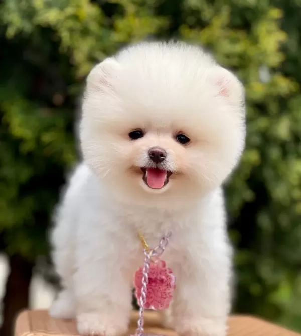 Pomeranian Boo Ayı Surat Safkan Belgeli Yavrularımız