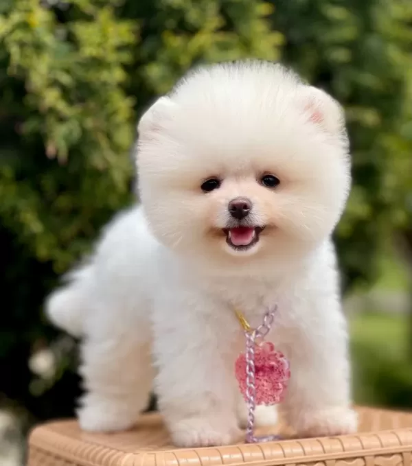 Pomeranian Boo Ayı Surat Safkan Belgeli Yavrularımız
