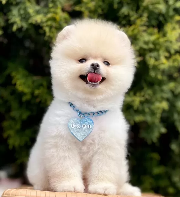 Pomeranian Boo Ayı Surat Safkan Belgeli Yavrularımız