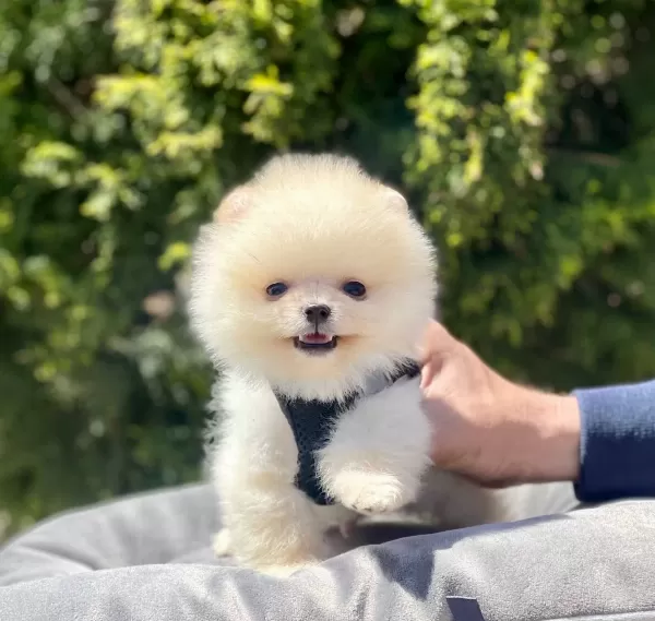 Pomeranian Boo Ayı Surat Gülen Surat Yavrularımız