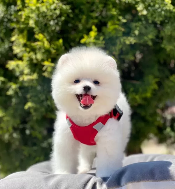 Pomeranian Boo Ayı Surat Gülen Surat Yavrularımız