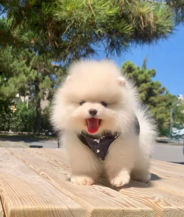 Pomeranian Boo Teddy Bear Ayı Surat Yavrularımız