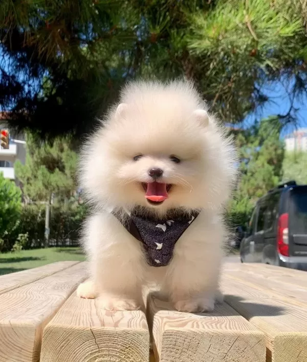 Pomeranian Boo Teddy Bear Ayı Surat Yavrularımız