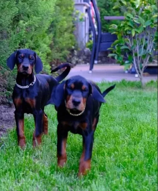 Irk Ve Sağlık Garantili King Doberman Yavrularım
