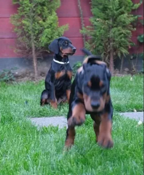 Irk Ve Sağlık Garantili King Doberman Yavrularım