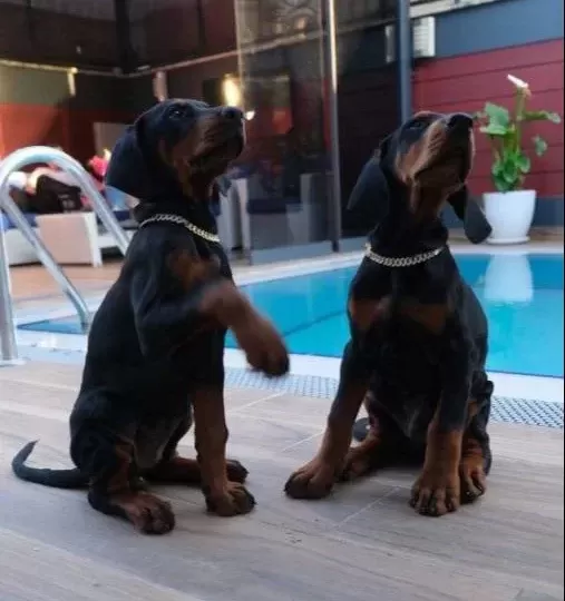 Irk Ve Sağlık Garantili King Doberman Yavrularım