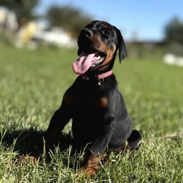 A Scr King Doberman Safkan Bebekler
