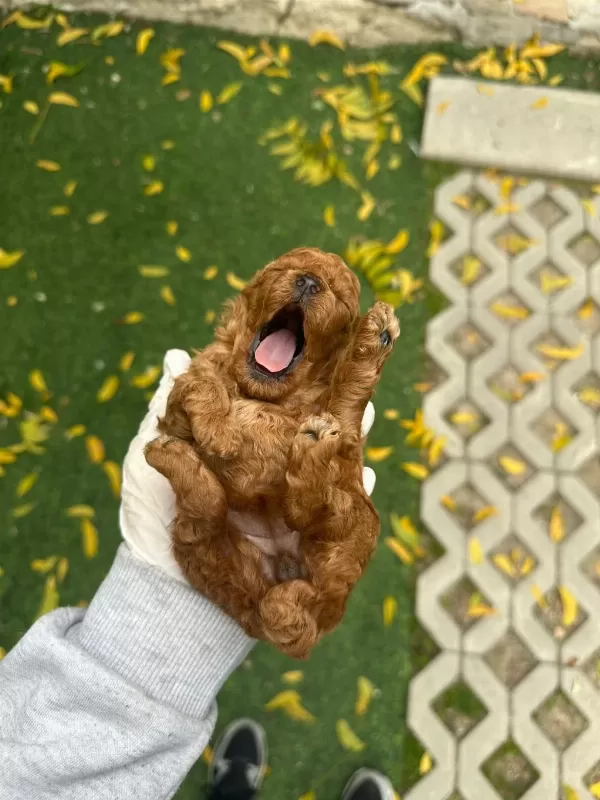 Evinizin Neşesi Olucak Wc Eğitimli Poodle Yavrular