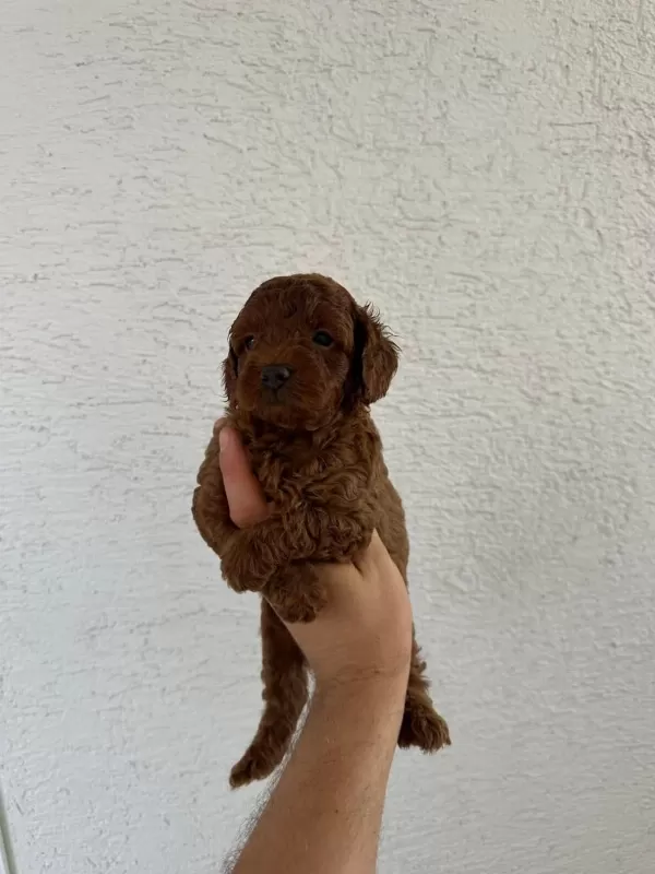 Anatomi Harikasi Oyuncak Boy Poodle Bebekler