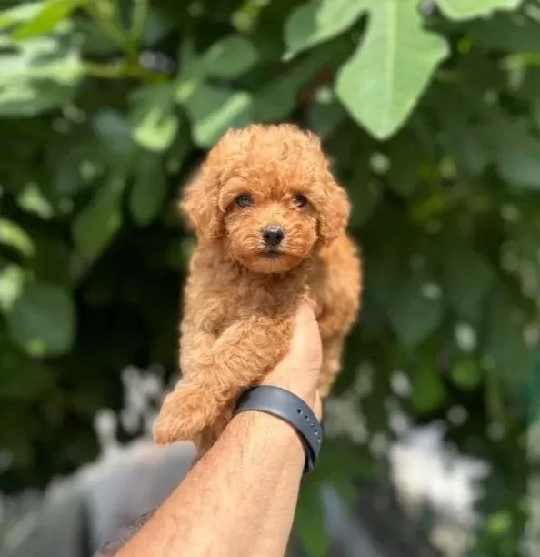 Ev Üreti Mi Tüy Yumaği Toy Poodle Yavrularimiz