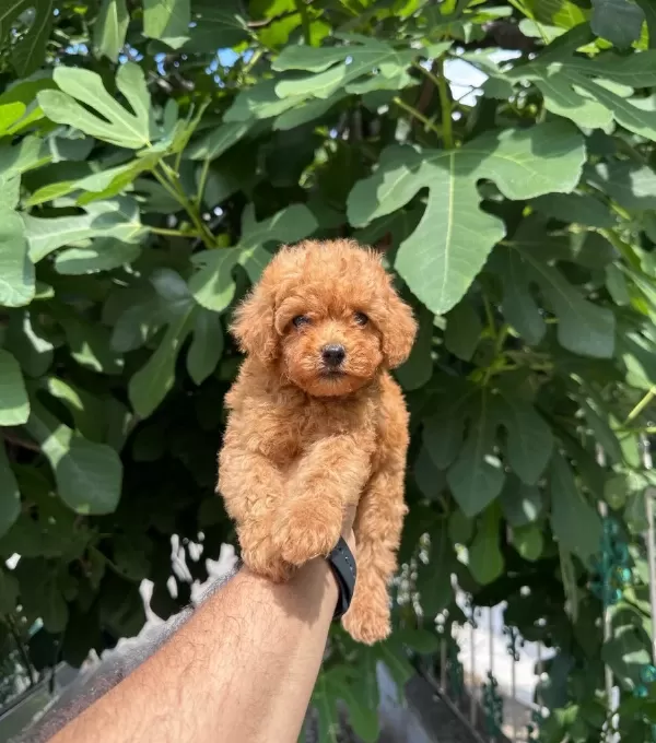 Ev Üreti Mi Tüy Yumaği Toy Poodle Yavrularimiz