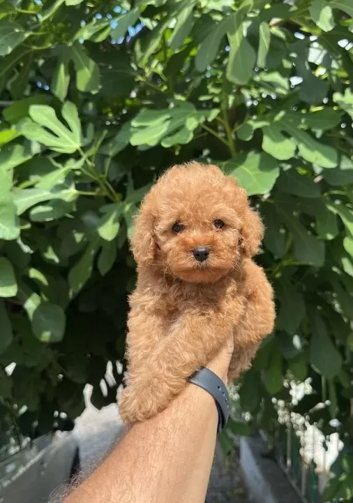 Ev Üreti Mi Tüy Yumaği Toy Poodle Yavrularimiz