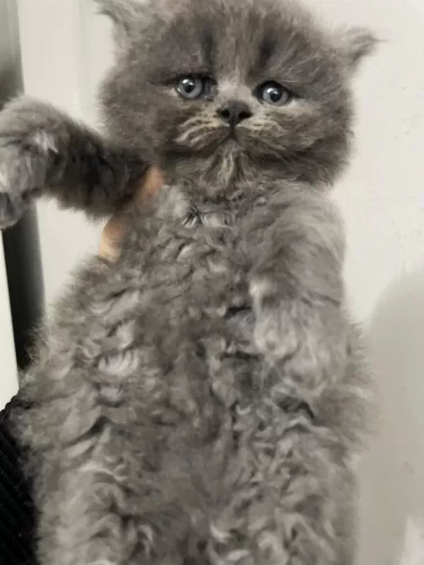 British Longhair 1 Aylık Kedimiz