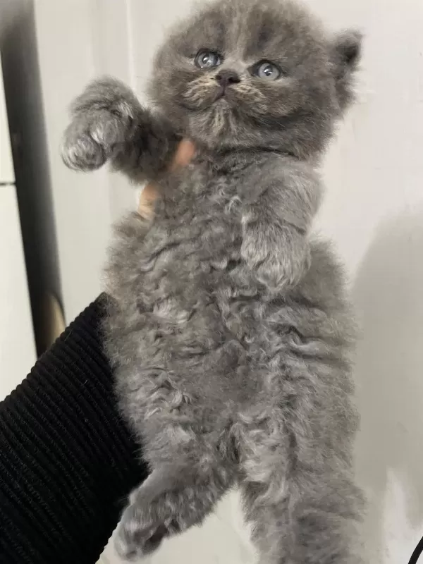 British Longhair 1 Aylık Kedimiz