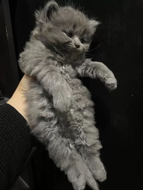 British Longhair 1 Aylık Kedimiz