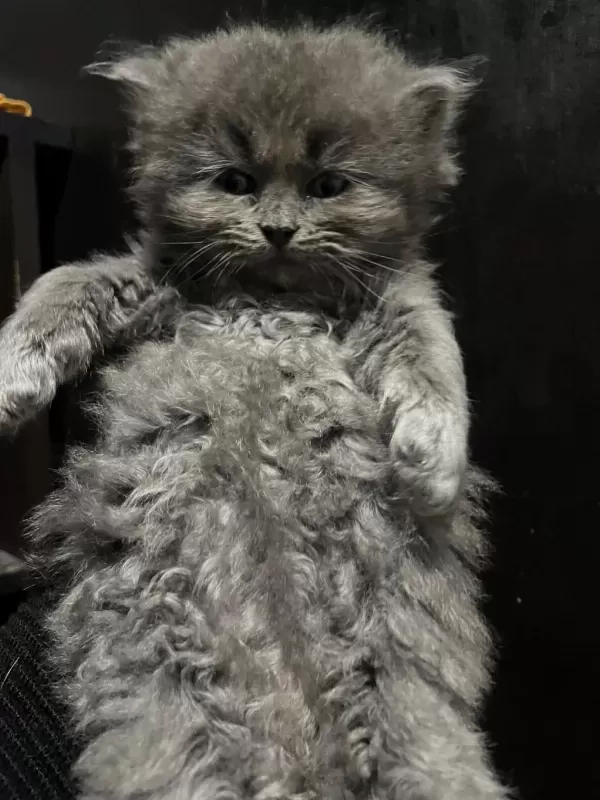 British Longhair 1 Aylık Kedimiz