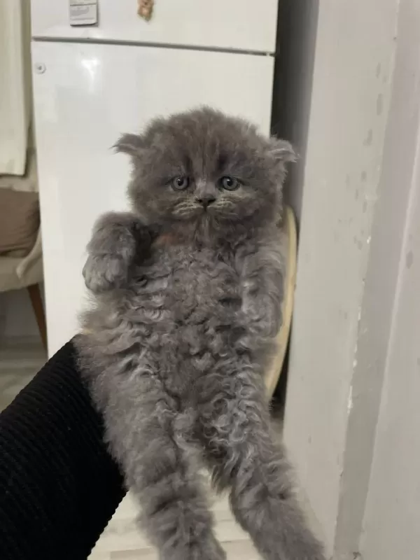 British Longhair 1 Aylık Kedimiz