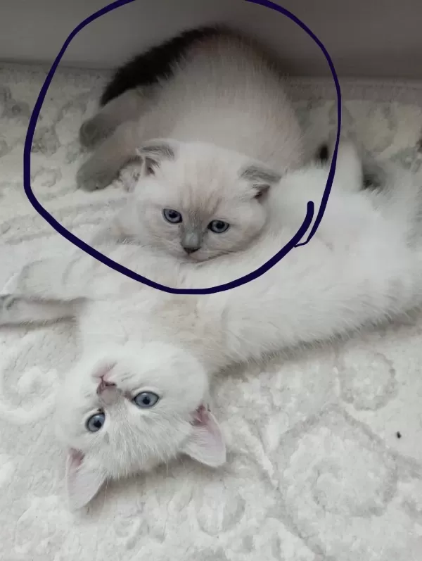 2 Aylık Dişi Kırık Kulak Yavru Kedimiz