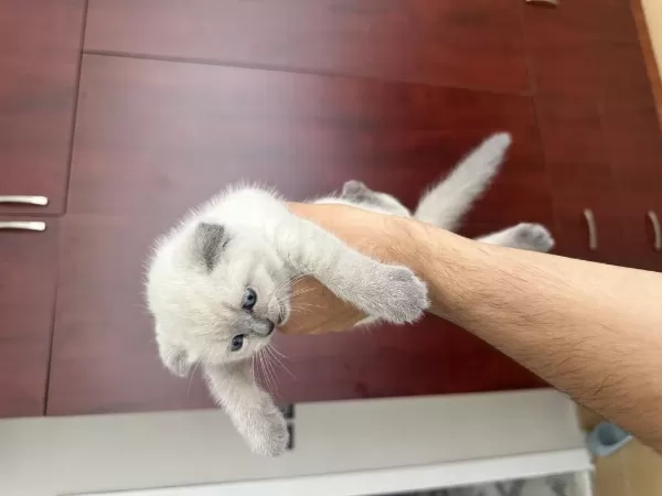 2 Aylık Dişi Kırık Kulak Yavru Kedimiz