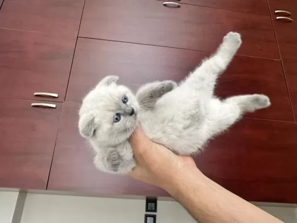 2 Aylık Dişi Kırık Kulak Yavru Kedimiz