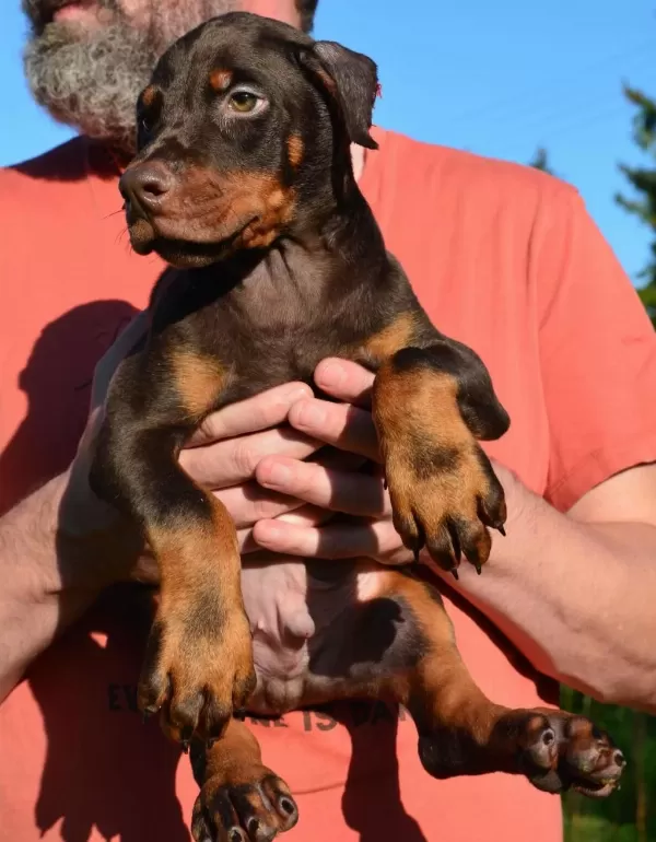 Dişi Erkek Doberman Kapıda Ödemeli Güvenli Sistem