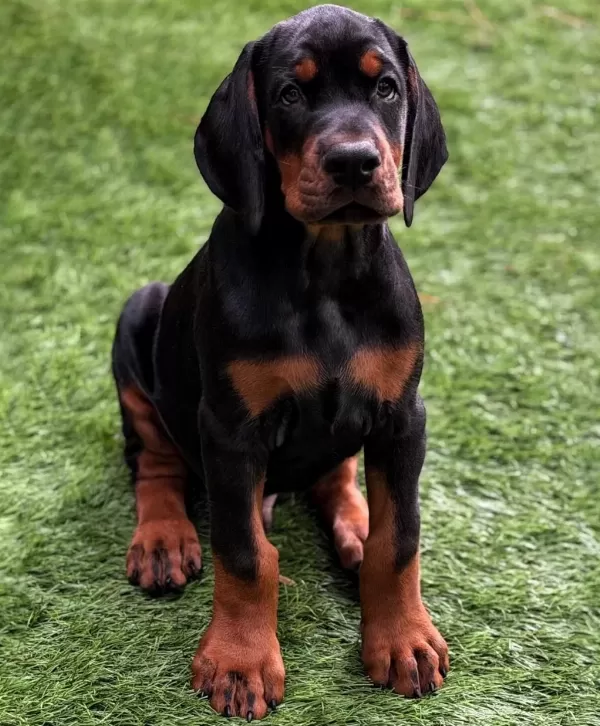 Dişi Erkek Doberman Kapıda Ödemeli Güvenli Sistem