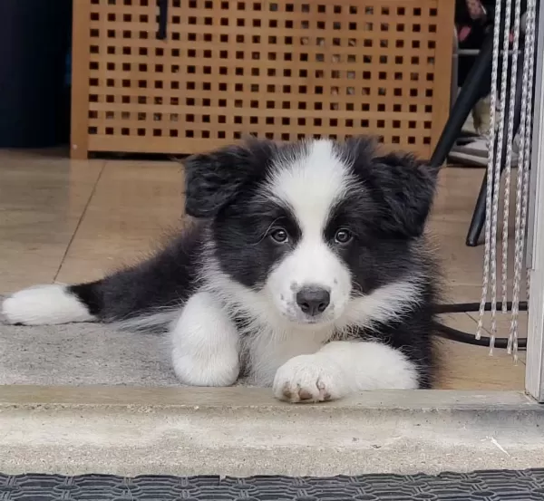Dişi Erkek Border Collie Kapıda Ödemeli Güvenli Sistem