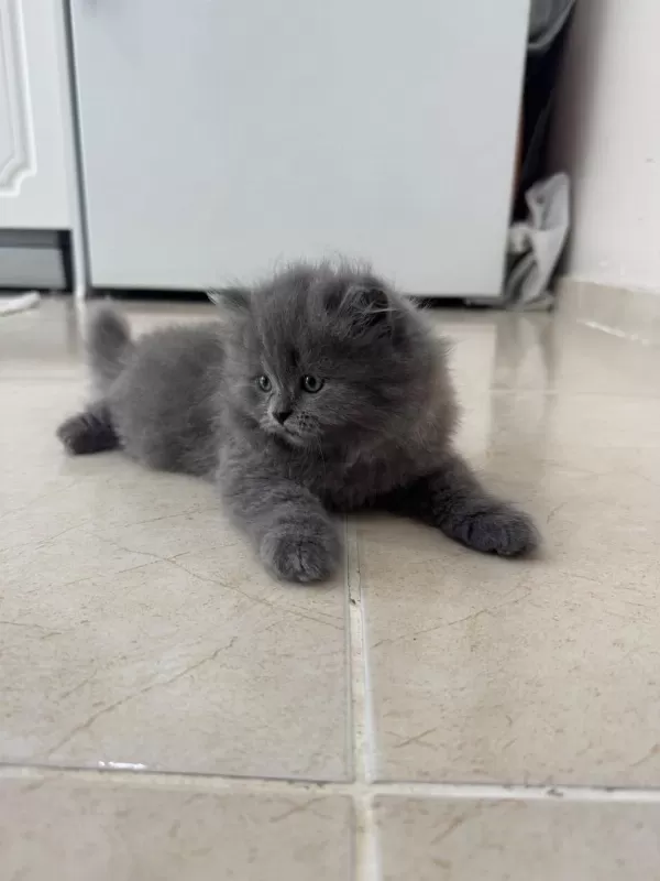 2 Aylık British Longhair Kedisi
