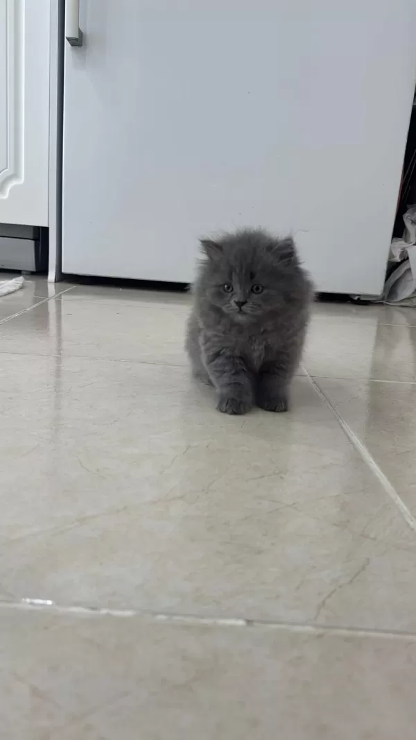 2 Aylık British Longhair Kedisi
