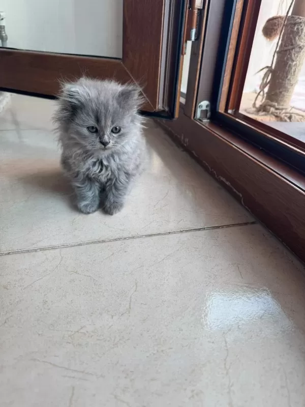 2 Aylık British Longhair Kedisi