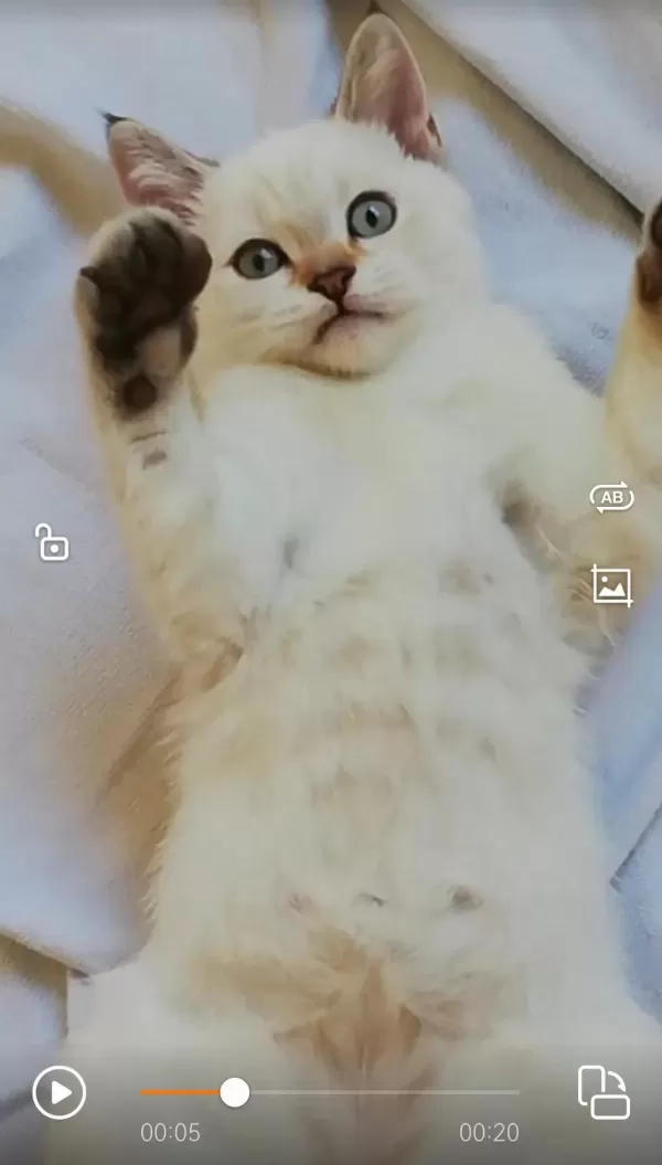 Pendik Evden British Shorthair