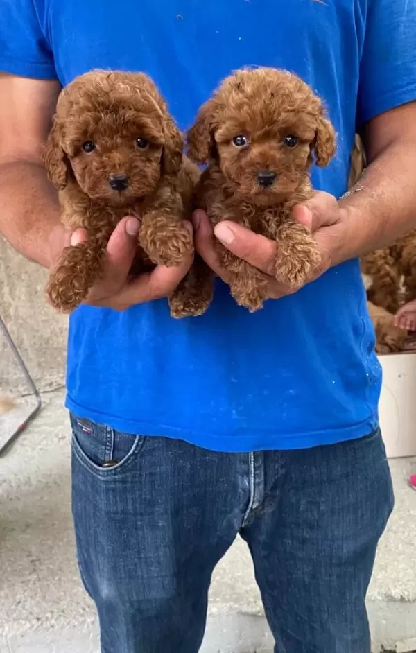 Red Toy Poodle Yavrular