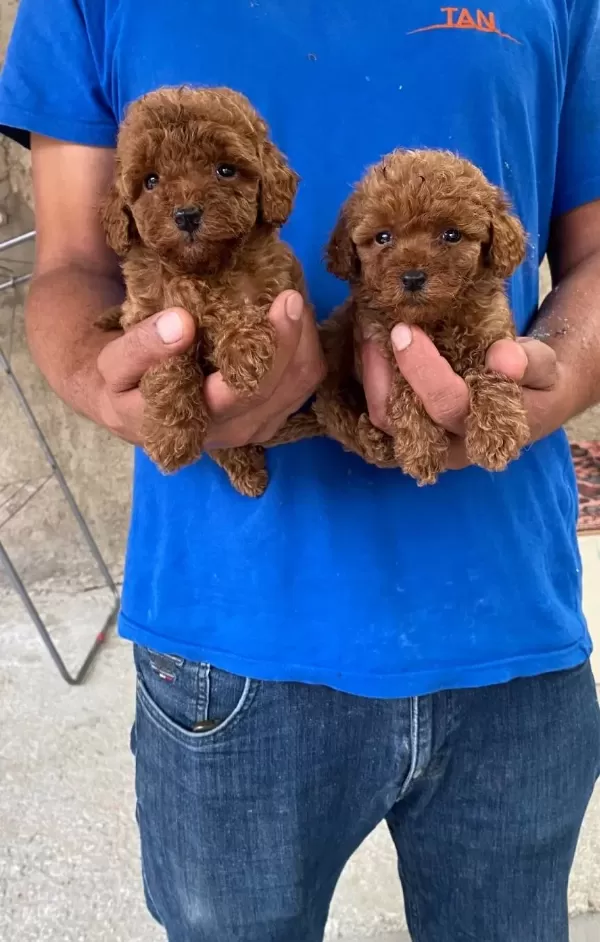 Red Toy Poodle Yavrular
