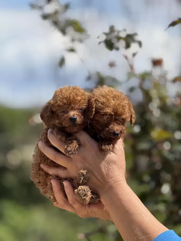 Aşili Çiş Eğitimli Teacup Toy Poodle