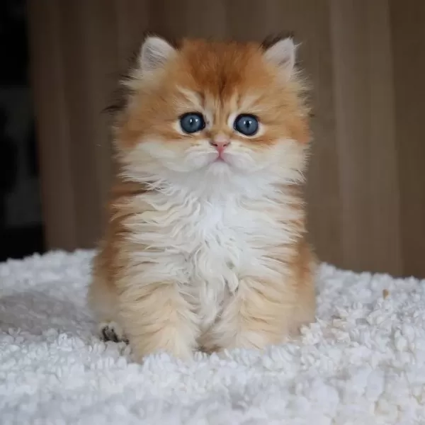 Golden Yeleli Longhair British