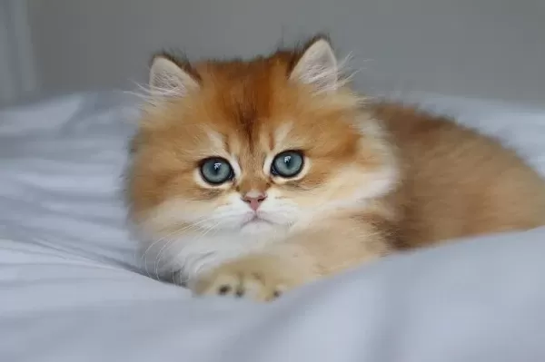Golden Yeleli Longhair British