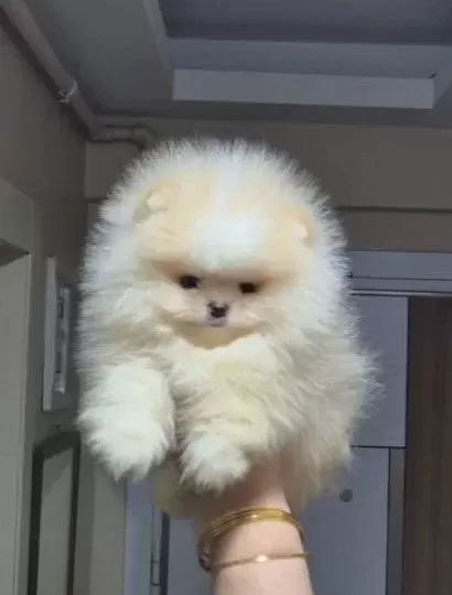 Üst Kali Te Teacup Ayicik Yüz Pomerani An Boo Erkek