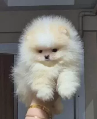 Üst Kali Te Teacup Ayicik Yüz Pomerani An Boo Erkek
