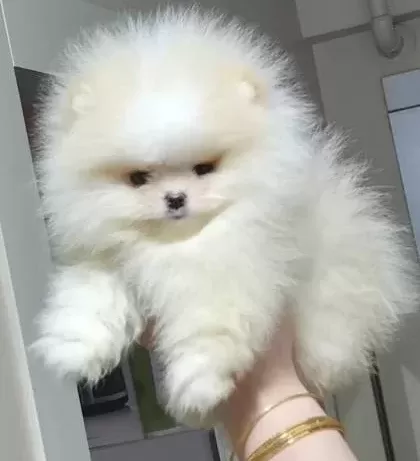 Üst Kali Te Teacup Ayicik Yüz Pomerani An Boo Erkek