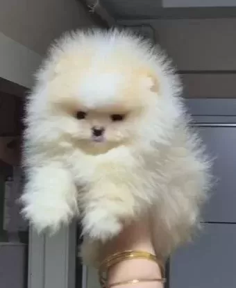 Üst Kali Te Teacup Ayicik Yüz Pomerani An Boo Erkek