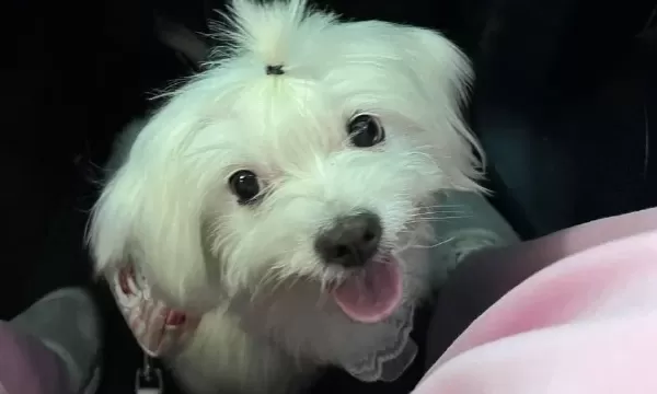 Safkan Maltese Terrier