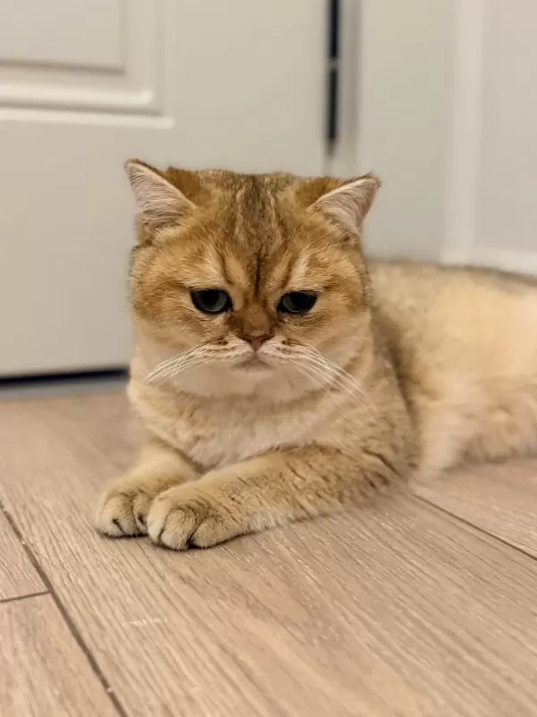 Şecereli Ny11 Erkek Kedimiz