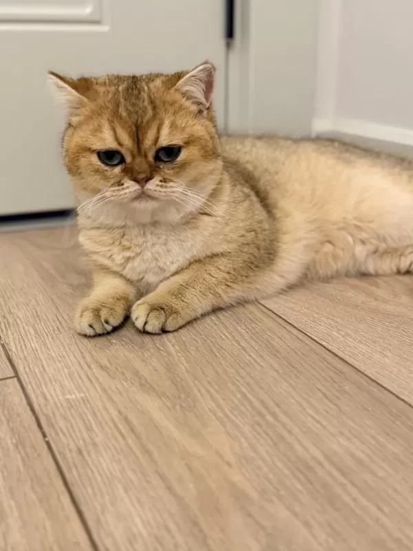 Şecereli Ny11 Erkek Kedimiz