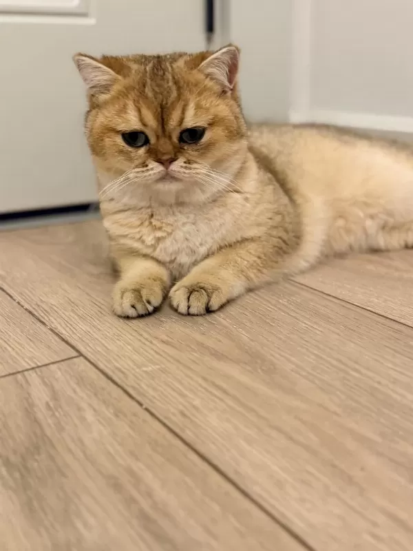 Şecereli Ny11 Erkek Kedimiz