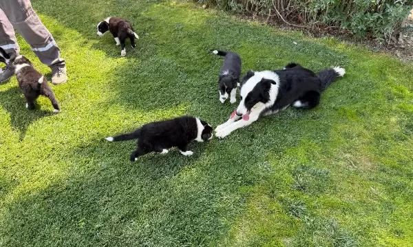 Secereli Ozel Border Collie Yavrulari