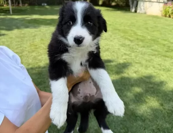 Secereli Ozel Border Collie Yavrulari