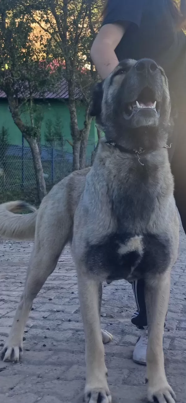 Karakırçıl Dişi Köpeğimiz