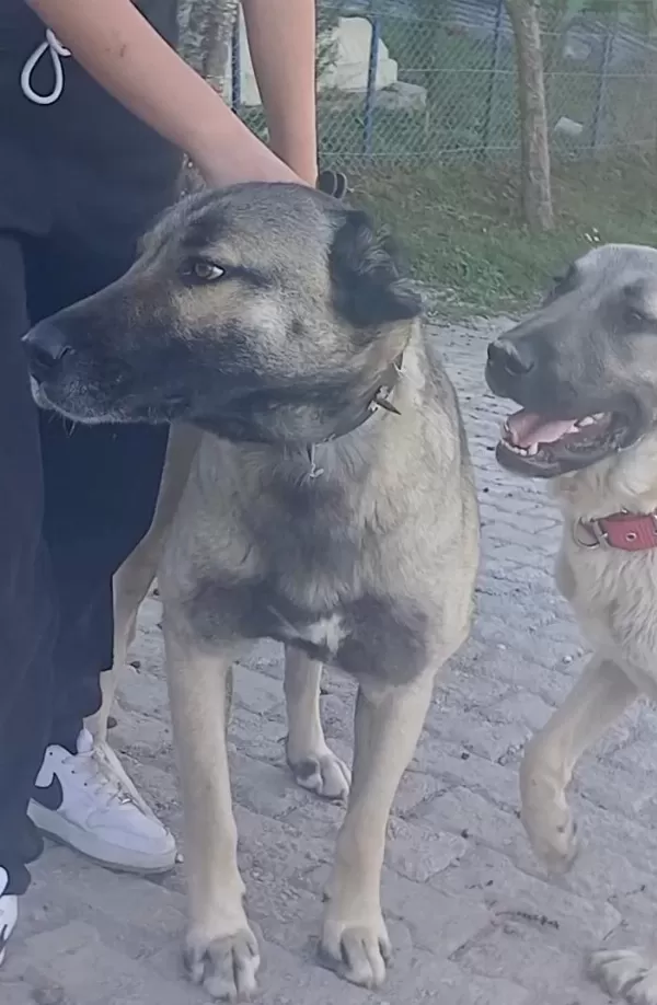 Karakırçıl Dişi Köpeğimiz