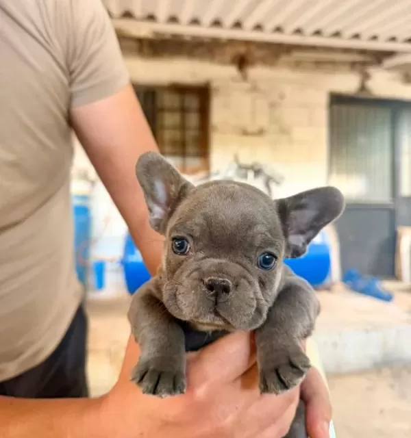 Blue Yavrular Yeni Yuvalarını Arıyor