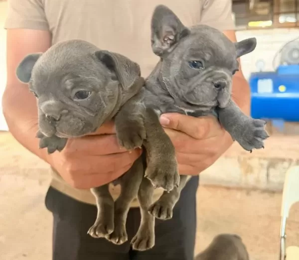 Blue Yavrular Yeni Yuvalarını Arıyor